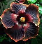 30PCS Rare Black Rainbow Hibiscus Seeds - Stunning Black Blooms for Colorful Gardens