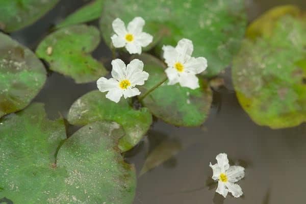 Floating Plants for Water Gardens and Ponds (Water Snowflake)