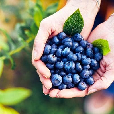 Two Healthy Live Plants of Blueberry Plants Top Hat - 4" ~ 6" Tall Each