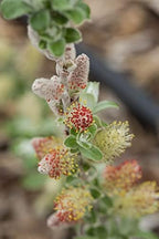 Live plant from Green Promise Farms Salix Candida Iceberg Alley (Sageleaf Willow) Shrub, 2-Size Container, Silvery Foliage