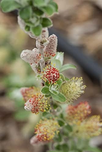 Live plant from Green Promise Farms Salix Candida Iceberg Alley (Sageleaf Willow) Shrub, 2-Size Container, Silvery Foliage