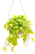 Philodendron Cordatum Neon Live Plant for Indoor | Different Houseplants in 4'' & 6'' Pot | Real House Plant for Living Room, Office, Desk & Bathroom | Neon