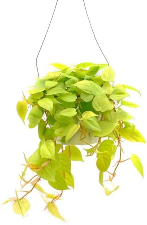 Philodendron Cordatum Neon Live Plant for Indoor | Different Houseplants in 4'' & 6'' Pot | Real House Plant for Living Room, Office, Desk & Bathroom | Neon