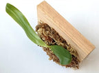 Mounted Orchid: Phalaenopsis violacea Indigo Wood Mount