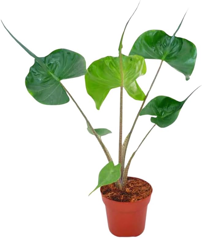 2 Pointed Leaf Alocasia Plants Live Houseplant for Indoor Outdoor Growing, 4 to 8 Inches Tall, Rare and Hardy