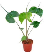 2 Pointed Leaf Alocasia Plants Live Houseplant for Indoor Outdoor Growing, 4 to 8 Inches Tall, Rare and Hardy