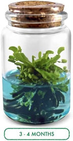 Venus Flytrap Kit, Live Venus Fly Trap Terrarium Included/DIY Beginner Friendly Starter Kit, Educational Growing Plant, Exotic Native