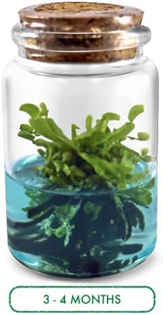 Venus Flytrap Kit, Live Venus Fly Trap Terrarium Included/DIY Beginner Friendly Starter Kit, Educational Growing Plant, Exotic Native
