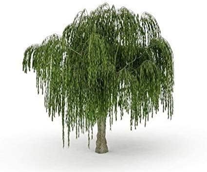 Australian Willow Bonsai Trees Fresh Cutting - Extensive Thick Trunks Fast Growing Light Bonsai Indoor Money Plant - Antique Piece for Your Home and Office