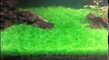 Dwarf Hairgrass Eleocharis Parvula Live Aquarium Plants, Foreground Carpet Plant, 5 Clumps