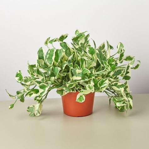 Pothos N’Joy – 6" Live Plant | Variegated Pothos | Easy Care Indoor Plant | Hanging or Climbing Vine | Air Purifying Tropical Houseplant