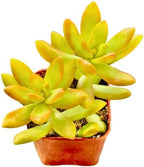 2" Sedum Coppertone Unique Succulents Plants Live, Live Starter Succulent Plants, Easy Care House Plants Rooted in Succulent Soil Mix, By The Succulent Cult