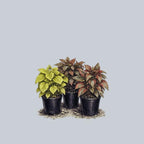 RedCrocus Pilea Assorted Indoor Plant- Decorative Foliage, Pet Safe, Easy Care, Versatile for Home & Office 8" Hanging Basket
