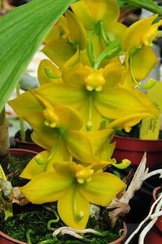 4 Live Orchid Plants to Choose (Dendrobiums)