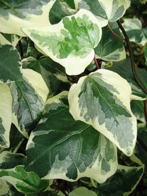 RedCrocus Algerian Ivy Hedera Algeriensis Tripod Climbing Vine for Indoor & Outdoor Decor, Wall Cover, Fence, Garden, Container, Pet Safe 8" Pot