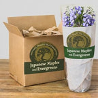Blue Moon Wisteria Vine - Massive Foot Long Fragrant Flowers - Attract Hummingbirds - 2 - Year Plant by - Japanese Maples and Evergreens