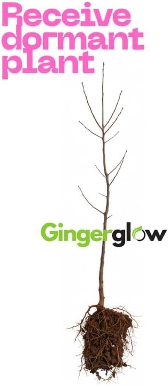 2 Burning Bushes Tree for Planting | 8-12" Rooted Cuttings | Hardy Fire Bush Shrub Live Plant to Decorative Hedge