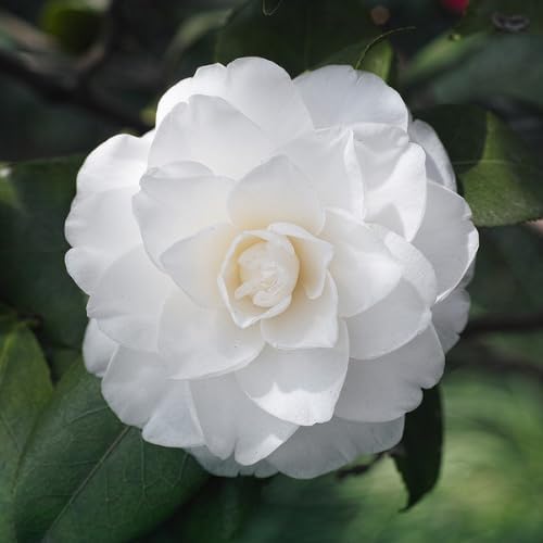 Live White Camellia Flower Plant in 4 Inch Pot, 6–10 Inch Tall Camellia Japonica Shrub for Outdoor Garden, Patio, or Landscape Planting
