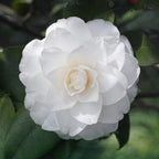Live White Camellia Flower Plant in 4 Inch Pot, 6–10 Inch Tall Camellia Japonica Shrub for Outdoor Garden, Patio, or Landscape Planting