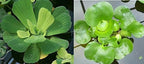 Water Lettuce (Pistia stratiotes) and Water Hyacinth (Eichhornia crassipes) Bundle (3 Water Lettuce (Pistia stratiotes) and 3 Water Hyacinth (Eichhornia crassipes) Bundle, 3, Count)
