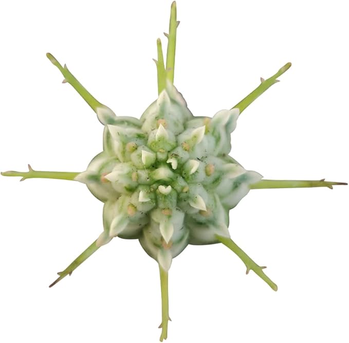 Rare Variegated Corn Cob Cactus (2 inch) | Cactus Gift Ideas | Live Healthy Unique Cactus for Home Office Decoration