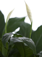 Large Purifying Peace Lily in 6 inch Pot - Fall Collection - KaBloom Prime Next Day - Gift for Birthday, Get Well, Easter, Valentine, Mother’s Day Fresh Flowers