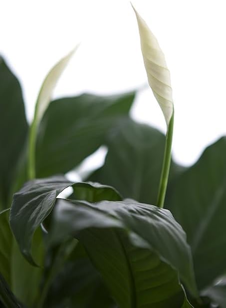 Large Purifying Peace Lily in 6 inch Pot - Fall Collection - KaBloom Prime Next Day - Gift for Birthday, Get Well, Easter, Valentine, Mother’s Day Fresh Flowers