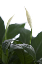 KaBloom - Peace Lily Plant in 6" pot Plant For Delivery Prime - Fresh Flowers for Birthday, Valentine's & Mother's Day