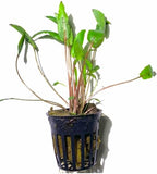 Marcus Fish Tanks - 3X Cryptocoryne Wendtii Green Pots Crypt Wendtii Easy Live Aquarium Plants for Aquatic Freshwater Fish Tank