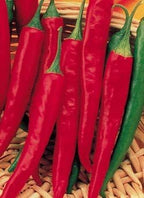 Clovers Garden Super Chili Hot Pepper Plant - Two (2) Live Plants – Non-GMO - Not Seeds – Each 4"-8" Tall in 4 Inch Pots - 40K SHU