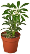 Schefflera Moonlight Live Plant for Indoor | Different Houseplants in 3'' Pot | Real House Plant for Living Room, Office, Desk & Bathroom | Dwarf Umbrella Tree