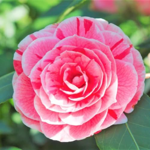 9 Months Old Camellia Tree Live Plant, Camellias Plants Shrub, Large Flower Well-Rooted in Pot, Indoor Outdoor, Cold Hardy (Tri Color)