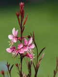 SVI 100 Pink Gaura Seeds (Oenothera lindheimeri) - Whirling Butterflies, Bee Blossom Flowers Seed Packets, Long Bloomer, Non GMO Seed - Flower Seeds for Outdoor Flower Garden, Borders