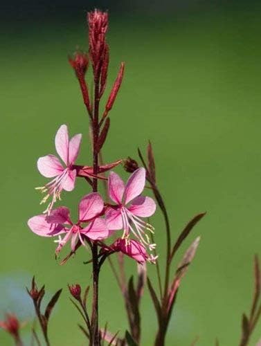 SVI 100 Pink Gaura Seeds (Oenothera lindheimeri) - Whirling Butterflies, Bee Blossom Flowers Seed Packets, Long Bloomer, Non GMO Seed - Flower Seeds for Outdoor Flower Garden, Borders