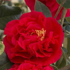 Camellia Plants Live, Rare Camellias Tree Live Plant, Vibrant Flower Shrub, Well-Rooted in Pot, Indoor Outdoor Flowering Zones 7-10 (Red)