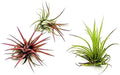 ragnaroc Air Plants - Tillandsia Ionantha Fuego, Regular 2-3" - 3ct - Live Arrival Gauranteed - House Plants for Home Decor & Gift