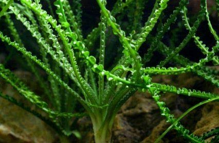Crinum Calamistratum Live Aquarium Plants Easy Aquatic Plant