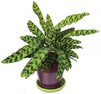 Rattlesnake Live Plant Calathea lancifolia Easy House Plant 4" Pot Indoor - USA_Mall