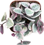 Succulents Plants Live 2" Variegated String of Hearts, Live Mini Succulent Plants, Easy Care House Plants Rooted in Succulent Soil Mix, by The Succulent Cult