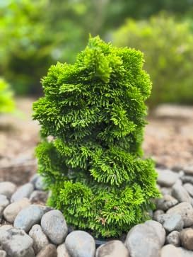Dwarf Hinoki Cypress Live Plant in Pot – Chamaecyparis obtusa Nana Gracilis – Evergreen Bonsai Tree, Outdoor Shrub for Landscaping, Patio Container, Japanese Garden Accent
