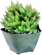 Fat Plants San Diego FATPLANTS Succulent Plant(s) Fully Rooted in 4 inch Planter Pots with Soil - Real Succulent Live Potted Succulents/Unique Indoor Cactus Decor (1, haworthia cooperi)
