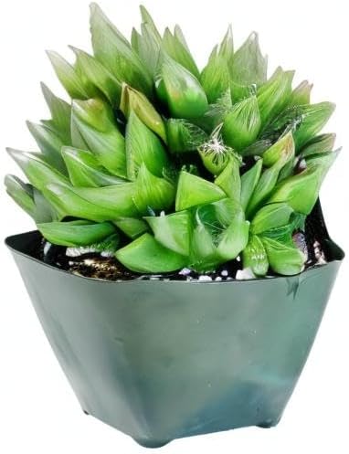 Fat Plants San Diego FATPLANTS Succulent Plant(s) Fully Rooted in 4 inch Planter Pots with Soil - Real Succulent Live Potted Succulents/Unique Indoor Cactus Decor (1, haworthia cooperi)