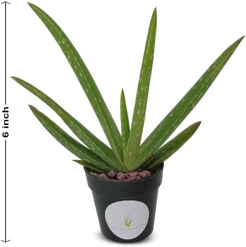 Live Aloe Vera Plant 5"-6"+ Air Purifying Easy Care Succulent Houseplant 2" Pot