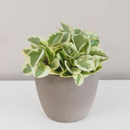 Peperomia Obtusifolia Variegated Live Plant, Baby Rubber Plant in 4'' Inch Pot, Easy-Care Peperomia Live Indoor Houseplant, Attractive Variegated Rubber Plant for Home & Office Décor