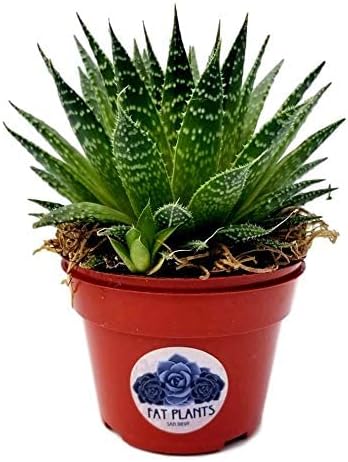 Fat Plants San Diego Succulent Plant(s) Fully Rooted in 4 inch Planter Pots with Soil - Real Live Potted Succulents/Unique Indoor Cactus Decor (1, Aristata Aloe)