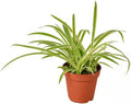 Generic Spider Plant - Easy Grow/Cleans The Air - 4in Pot Live Plant BSBD, green white
