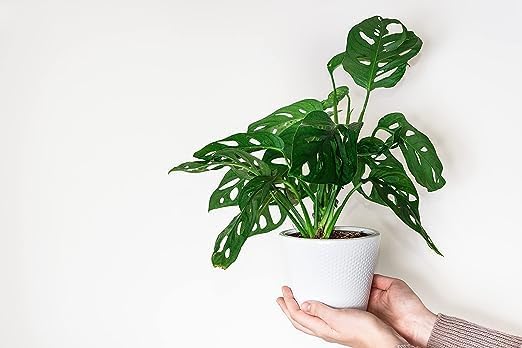 American Plant Exchange Monstera Adansonii – Live 4-Inch Pot Swiss Cheese Vine Plant, Small Easy-Care Trailing Houseplant, Low-Maintenance Air Purifying Plant for Home, Office & Garden Décor