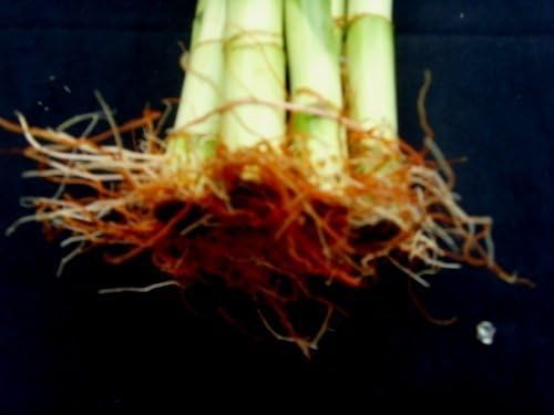 Jmbamboo-10 Stalks of 18 Inches Straight Lucky Bamboo ,Exclusive Design By Jmbamboo