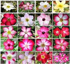 5 Desert Rose Seeds for Planting Mixed Color Ready to Grow Adenium Obesum Seeds Exotic Succulent Colorful Bonsai Plant Tropical Rose Flower Planting Non-GMO Heirloom