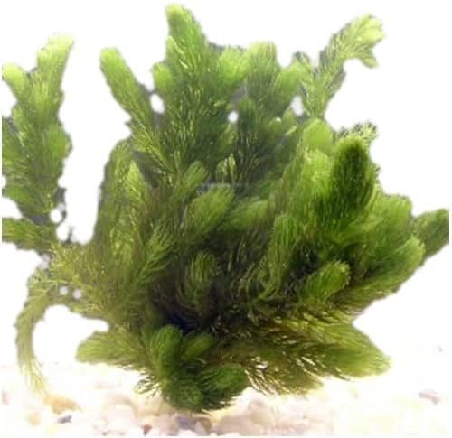 Marcus Fish Tanks Hornwort Ceratophyllum Live Aquarium Plant Planted Tank Beginner - Buy 2 G 1 F